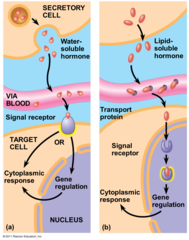<p>- T3/T4: Intracellular receptors</p><p>- Catecholamines: Adrenergic receptors on plasma membrane</p>
