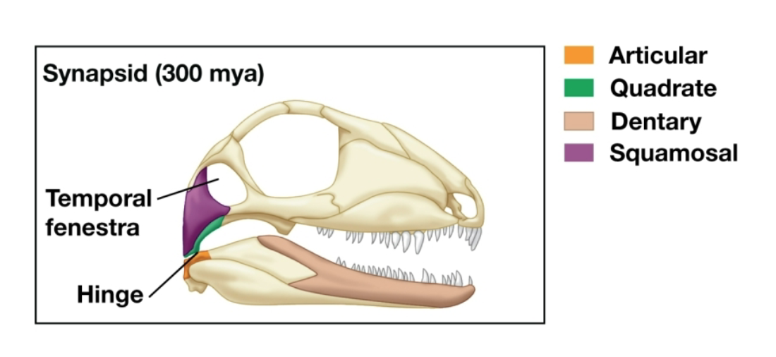 <p>Synapsids (300 mya)</p>
