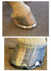 <p>what kind of shoes do you use to stabilize the hoof capsule</p>