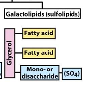 <p>glycerol back bone + 2 fatty acids + sugar (mono or disasccharide) with sulfate </p>