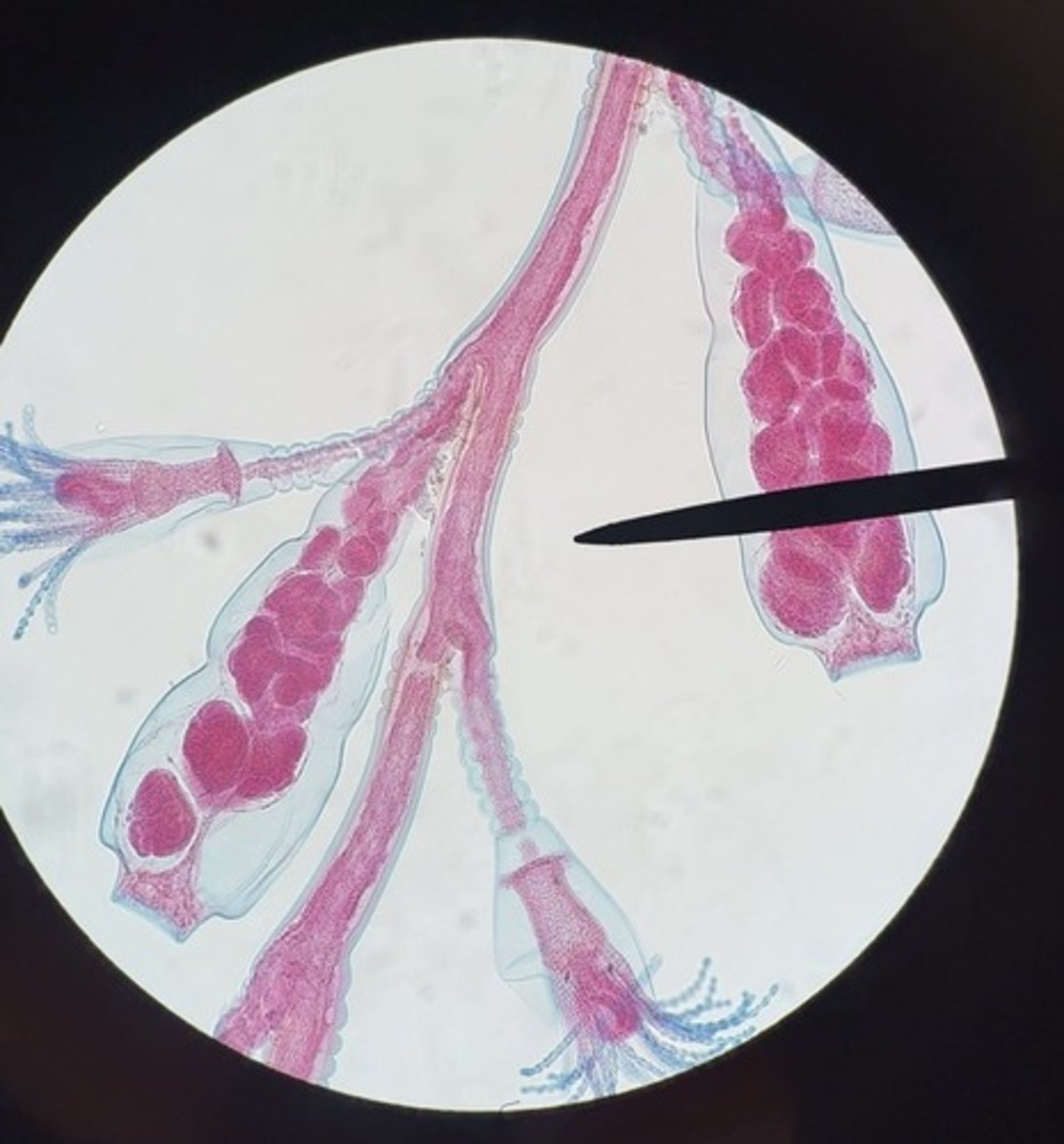 <p>subkingdom eumetazoa</p><p>phylum cnidaria</p><p>class hydrozoa</p><p>tentacles, medusa buds, hydranth, gonotheca</p>