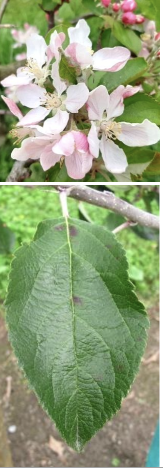 <p><strong>Plant family:</strong> Rosaceae<br><strong>Life cycle:</strong> Perennial<br><strong>Key persistence / spread:</strong> Grafting onto rootstocks<br><strong>Farming systems:</strong> Orchards</p><p><strong> How to identify</strong></p><p>This plant grows as a medium‑sized deciduous tree with a spreading canopy. Growth is woody, with clear annual ring development in branches.</p><p>Leaves are oval with fine serrated margins and a slightly hairy underside when young. Leaves emerge in spring and are shed in autumn.</p><p>Flowering occurs in spring with clusters of white to pink blossoms arising from short spurs on older wood.</p><p>Fruit develops from these spurs and remains attached on short stalks. Spur‑based fruiting and regular pruning patterns are characteristic.</p>