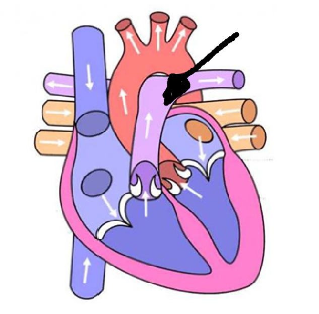 <p>4th location + blood type/s + where it goes to </p>