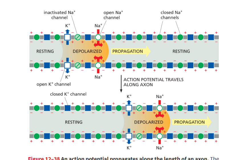 <p>help return depolarized membrane back to its resting potential by having K+ flow out of the neuron to restore the negative membrane potential after the influx of Na</p><ul><li><p>the K+ will flow out cuz there’s more K+ inside than outside, and the inside is positive from the Na+ coming in, which pushes the K+ out</p></li></ul><p></p>