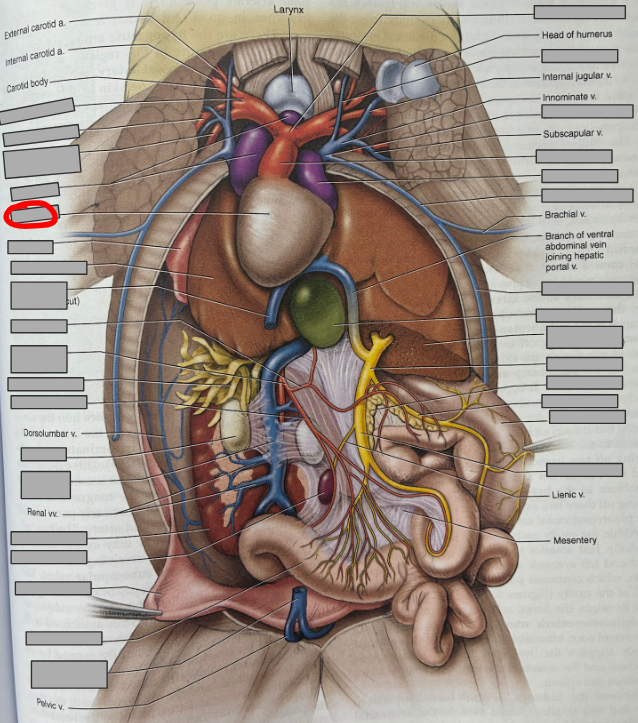 <p>What part of the organism is this?</p>