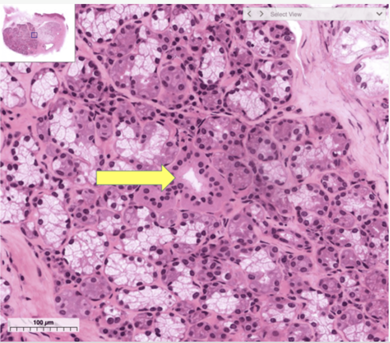 <p>Identify the structure</p>