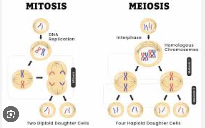 <p>4 cells are now produced with 23 single chromosomes haploid cells.</p>