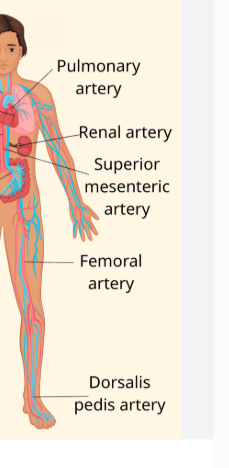 <p>Radial artery </p><ul><li><p>Cartoid, femoral and brachial pulses are also used</p></li></ul><p></p>