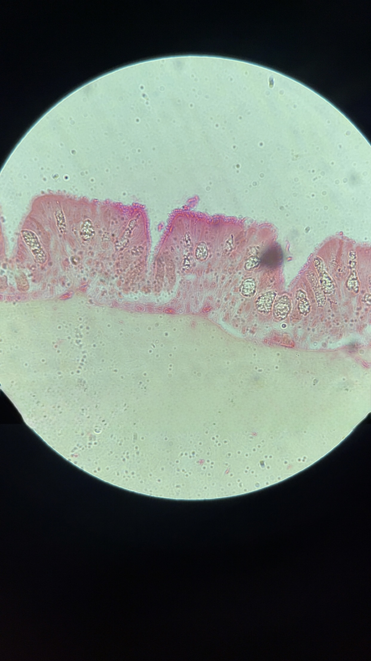 <p>what is this tissue </p>