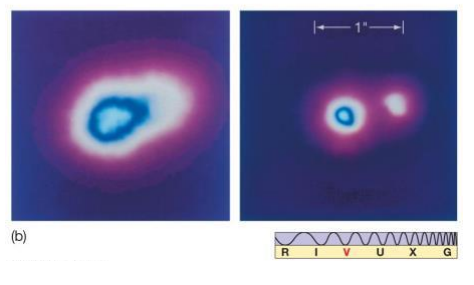 <ul><li><p>2nd brightest object in Gemini</p></li><li><p>uncorrected image (left) is blurred</p></li><li><p>adaptive optics (right), the resolution is improved</p><ul><li><p>allows the 2nd star to be distinguished </p></li></ul></li></ul><p></p>