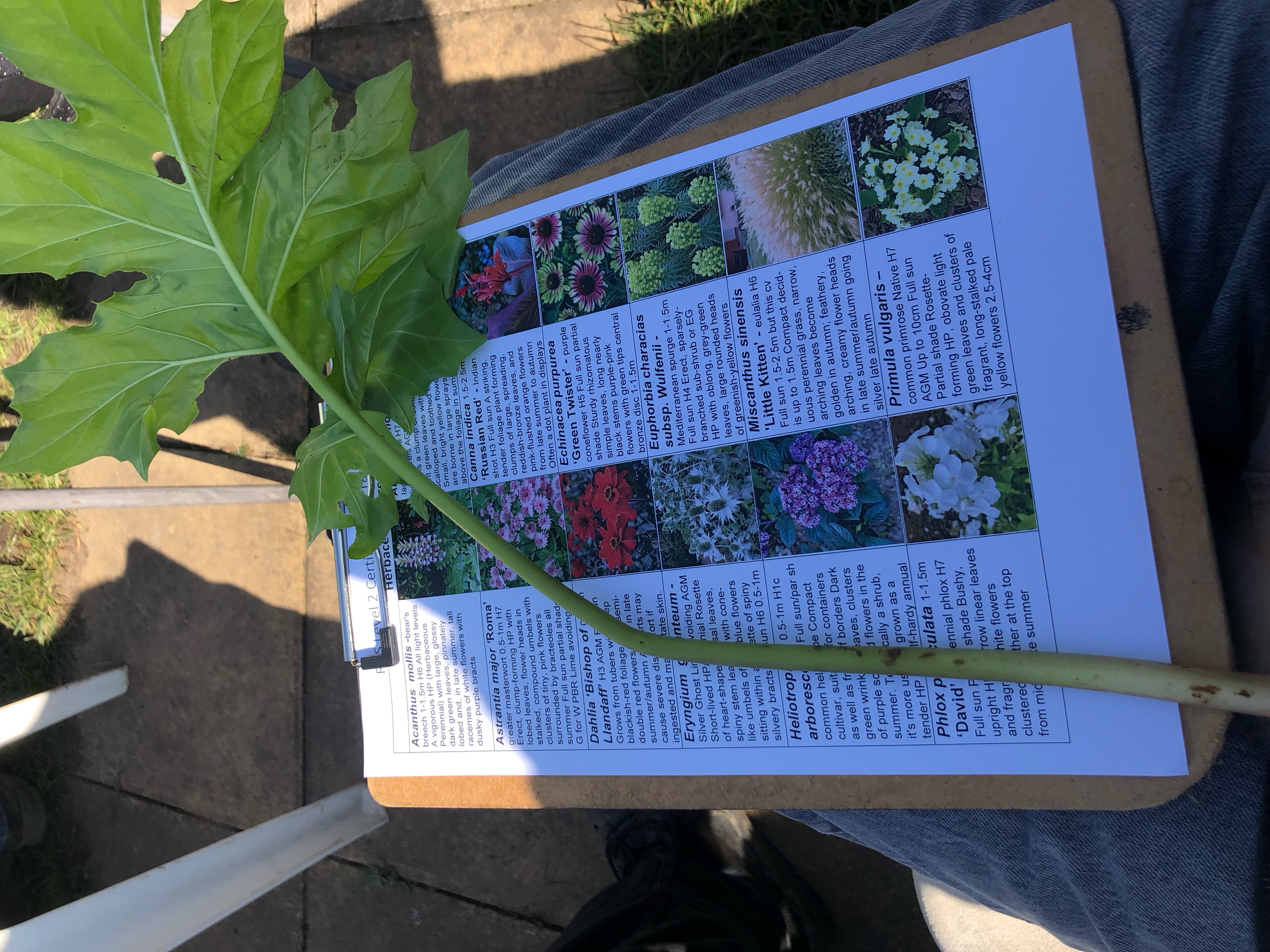 <p>Acanthus mollis: deciduous, evergreen or what?</p>