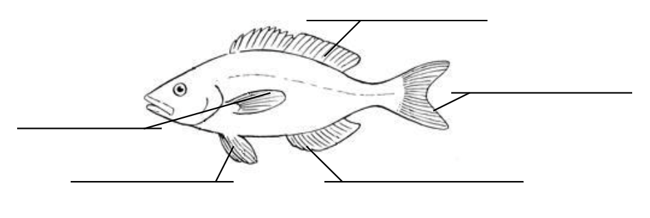 <p>Identify the fins of a perch and each of their functions</p>