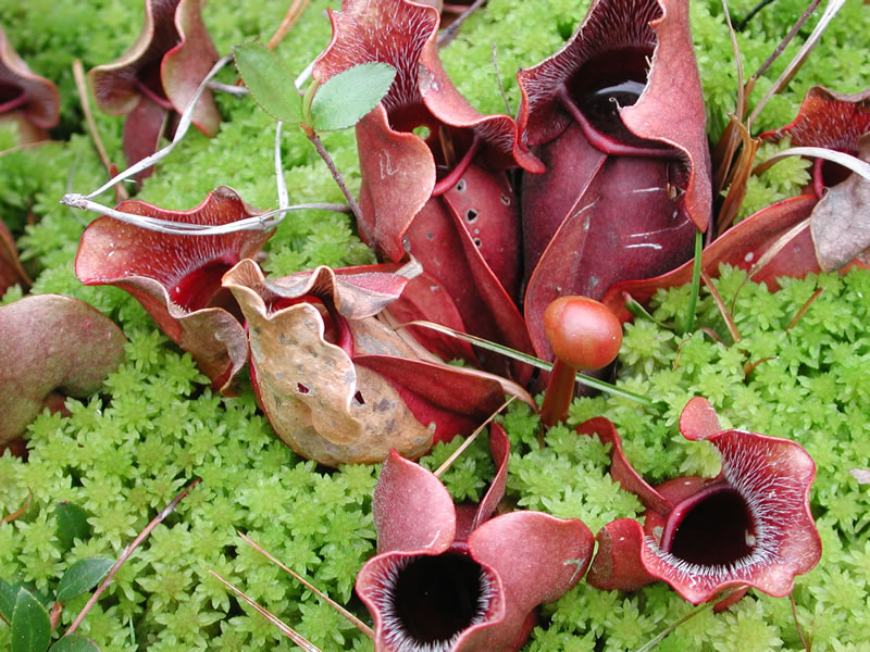 <p>Pitcher plant (n/a)</p>
