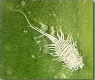 <p>Identify the…</p><ol><li><p>Insect</p></li><li><p>Order</p></li><li><p>Stage</p></li></ol><p></p>