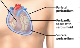 <p>outer wall of a membrane</p>