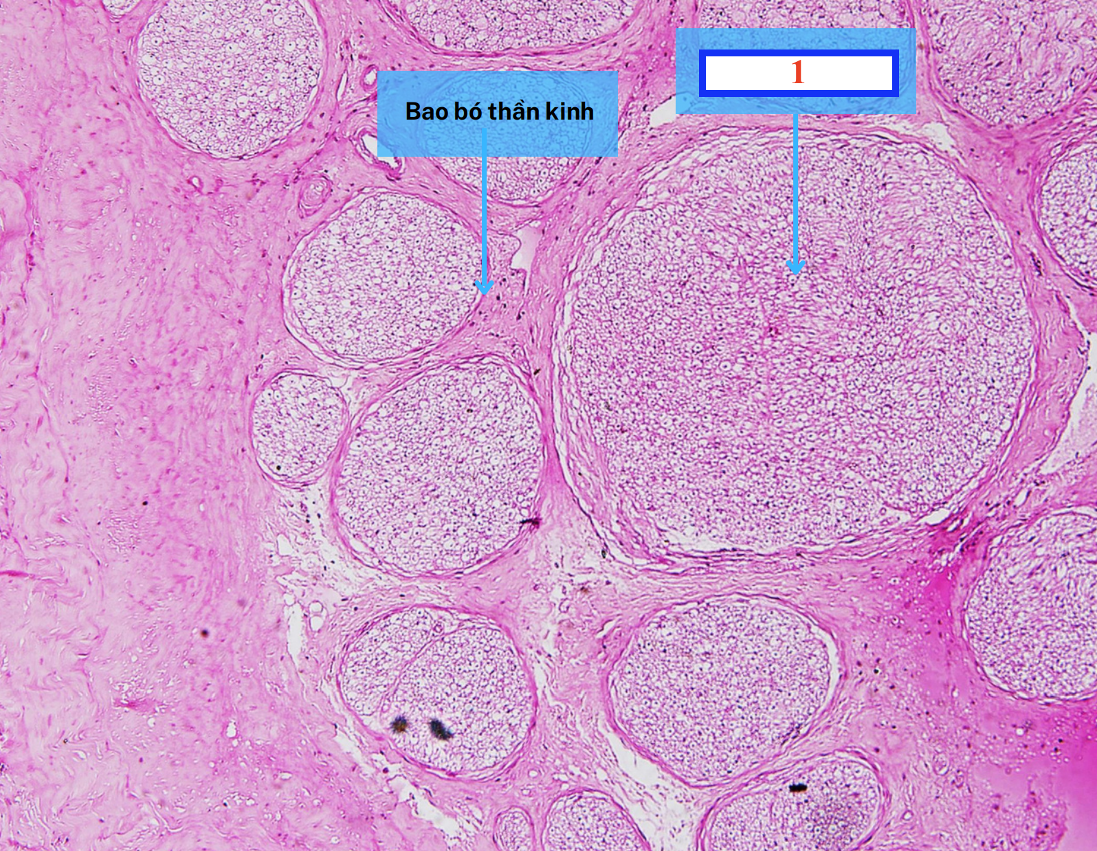 <p>Cấu trúc gì ?</p>