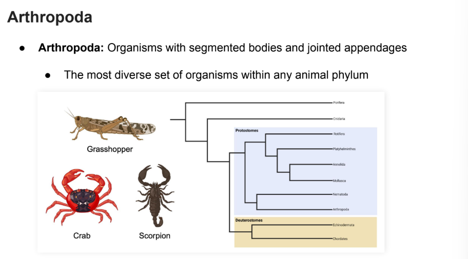 <p><strong>Crustacea</strong></p><p><strong>Aracchnida</strong></p><p><strong>Insecta</strong></p>