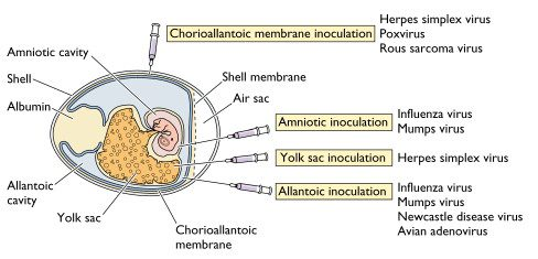 <p>fertlilised eggs</p><p>sterile inoculation (eg growth of influenza in allantoic)</p>
