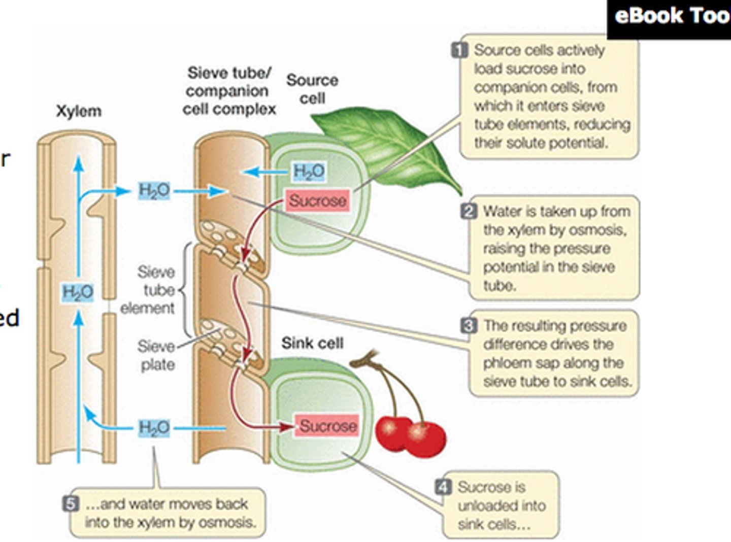 <p>sieve and companion cells</p>