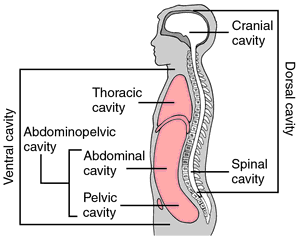 <p><strong><em>Abdominopelvic cavity</em></strong></p>