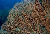 <p>¿Qué es? Taxonomia</p>