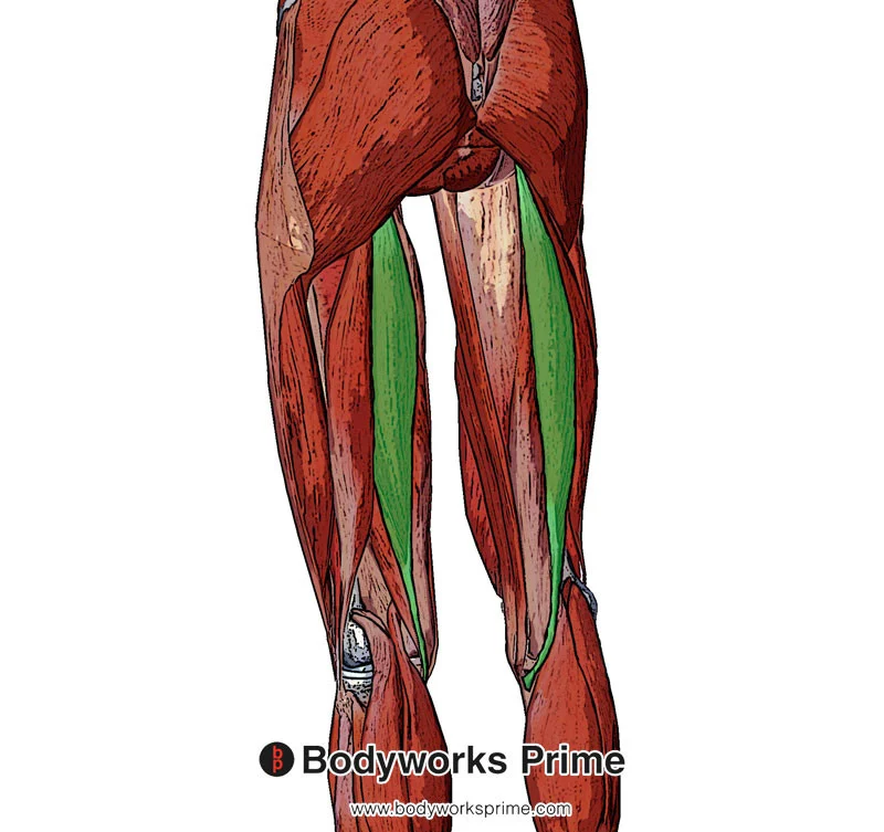 <p>Flexes knee, extend and medial rotation of thigh at hip</p>