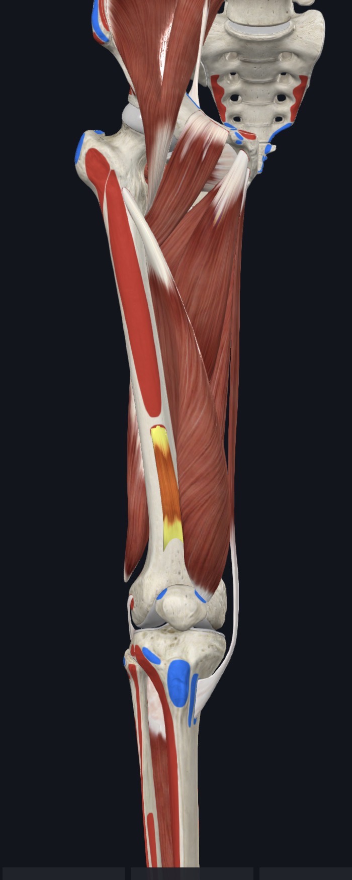 <p>Anterior Thigh</p>