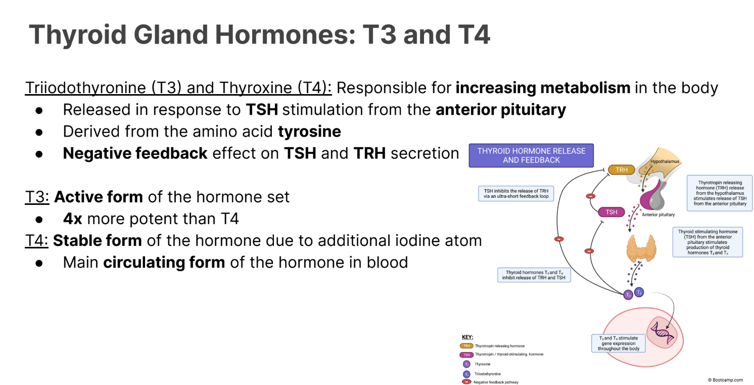<p>T3: <strong>Active </strong>form of the hormone set</p><ul><li><p><strong>4x </strong>more <strong>potent </strong>than T4</p></li></ul><p></p><p>LIPOPHILLIC</p>