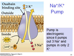 <p>It is electrogenic </p><p>every cycle the cell loses 1 pos charge and thus becomes more neg inside </p><p>how muc the pump contributes directly to membrane potential varies among differnt tissues.</p>