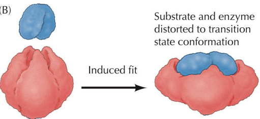 <p>Active site of the enzyme undergoes a slight change in shape to allow substrate to bind </p><ul><li><p>The change in shape facilitates reaction by achieving optimum fit</p></li></ul><p></p>