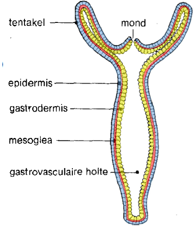 <p>= diploblast</p><ol><li><p>epidermis: buitenlaag: ectoderm</p></li><li><p>gastrodermis: binnenlaag: endoderm: bekleedt spijsverteringsholte</p></li><li><p>mesoglea: geleiachtige tussenlaag (rood)</p></li></ol><p></p>