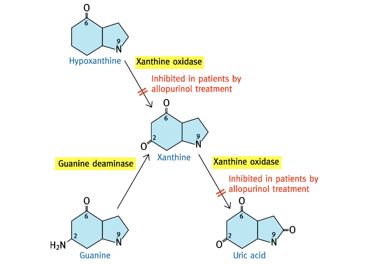 <p>→ maladie caractérisée par une production excessive d’acide urique provoquant un</p><p class="p1">dépôt de cristaux dans certains tissus comme les tissus articulaires</p><p class="p1">→ causes : Excès de synthèse de novo des purines à cause d’un niveau élevé de l’activité des</p><p class="p2">PRPP synthases, Déficience en HGPRT, Très rarement un excès de purines dans le régime alimentaire.</p><p class="p2">→ traitements : allopurinol qui mime la structure de l’hypoxanthine et inhibe la xanthine</p><p class="p1">oxydase provoquant une augmentation de la formation de xanthine et d’hypoxanthine.</p>