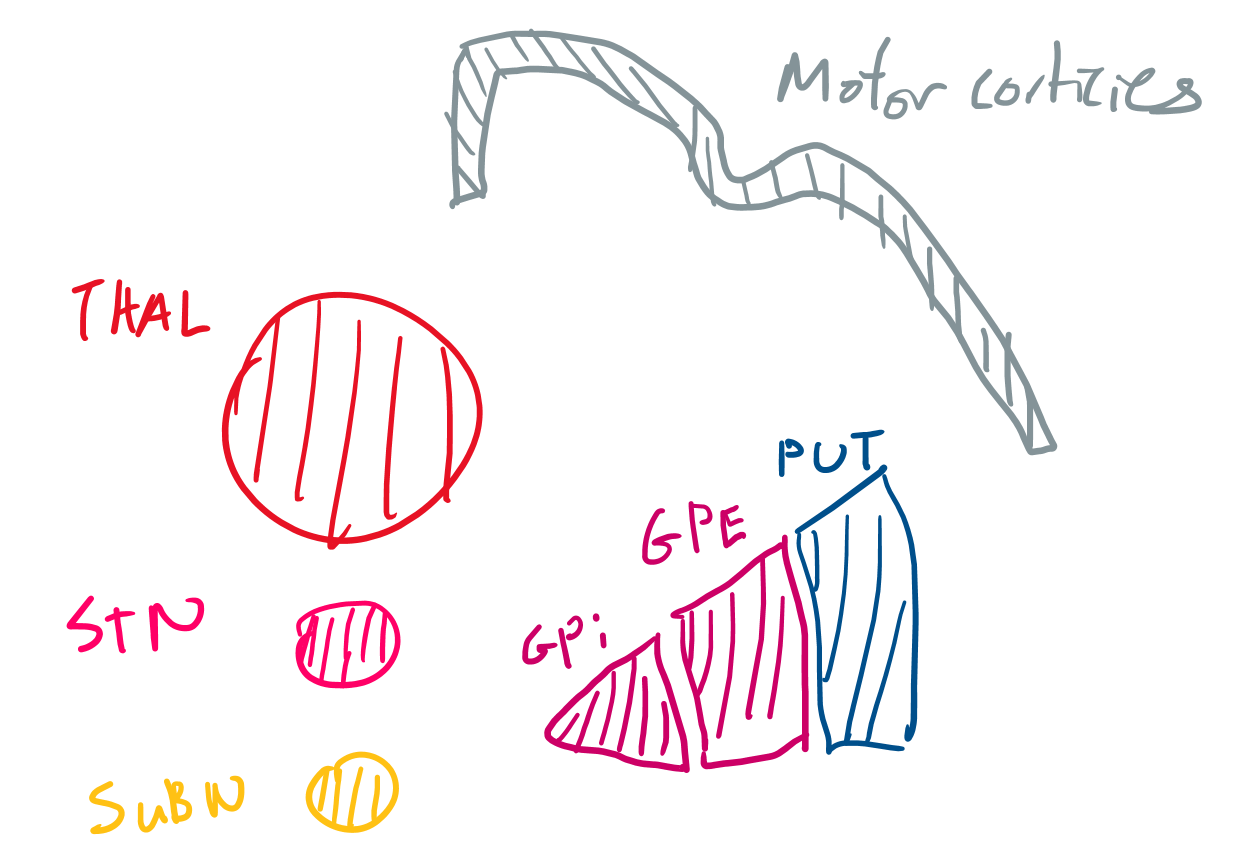 <p>Describe the path of the direct and indirect pathway.</p>
