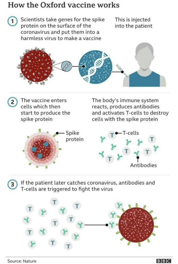 <ul><li><p>Consist of a cloned gene(s) in a DNA vector.</p><ul><li><p>Delivered to cells by injection, engineered virus, or electroporation</p></li></ul></li><li><p>If the gene is picked up and expressed, it stimulates a protective immune response.</p><ul><li><p>Similar to recombinant subunit vaccines</p></li><li><p>Benefit is longer exposure (stronger response).</p></li><li><p>Vaccines don’t contain live microbes, avoiding the dangers associated with attenuated vaccines.</p></li><li><p>Example: <strong><em>Astra Zeneca SARS-CoV2 vaccine</em></strong></p></li></ul></li></ul><p></p>