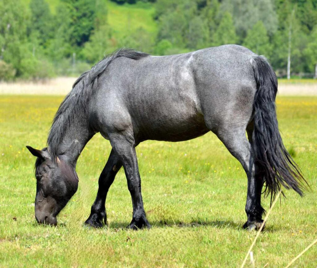 <p>blue roan</p>