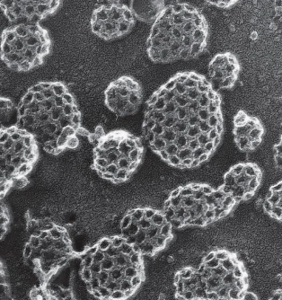 <p><span>molecules that form basketlike cages and help <strong>shape membranes into vesicles</strong></span></p>