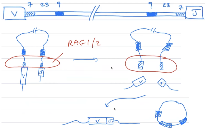 <p><span style="background-color: transparent;"><strong>[1] &amp; [2] chain recombination CONT’D</strong></span></p><p>mechanism using [3] [3] [3] (RSSs) and the [4]/[4] rule. need the [5] [5]/[5] enzyme complex to chop off V &amp; J segments and loop up the rest of the [6] DNA that isn’t wanted</p><ul><li><p>[4]/[4] rule ensures proper V-D-J joining</p></li></ul><p></p>