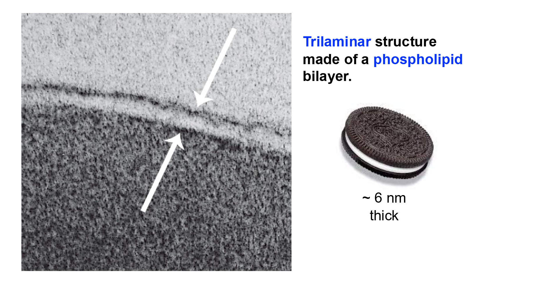<ul><li><p>Three Layers!</p></li><li><p><span><strong>Trilaminar </strong>structure made of a phospholipid bilayer</span></p></li><li><p><span>White Middle → Hydrophobic!</span></p></li><li><p><span>“Brown” Ends → Hydrophilic!</span></p></li></ul><p></p>