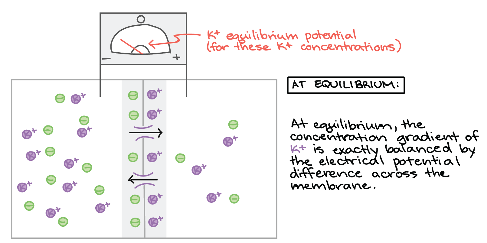 <p>What does equilibrium potential mean?</p>