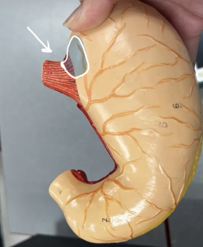 <p>Identify this region</p>