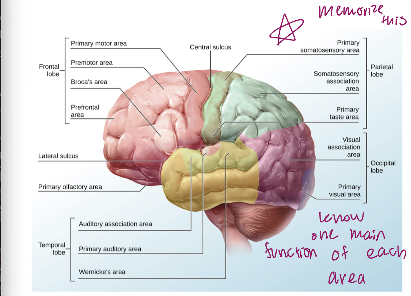 <ul><li><p>Frontal lobe<br>- Primary motor area<br>- premotor area<br>- Broca’s area<br>- Prefrontal area</p></li><li><p>Lateral sulcus</p></li><li><p>Primary olfactory area</p></li><li><p>Temporal lobe<br>- auditory association area<br>- primary auditory area<br>- Wernicke’s area</p></li><li><p>Central sulcus</p></li><li><p>Parietal lobe<br>- primary somatosensory area<br>- somatosensory association area<br>- primary taste area</p></li><li><p>Occipital Lobe:<br>- Visual association area<br>- Primary visual area</p></li></ul><p></p>