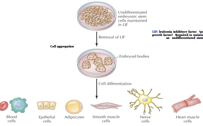 <p>Polypeptide growth factor. Required to maintain cells in an undifferentiated state</p><p>Specific cell differentiation can be directed by the addition of appropriate growth factors</p>