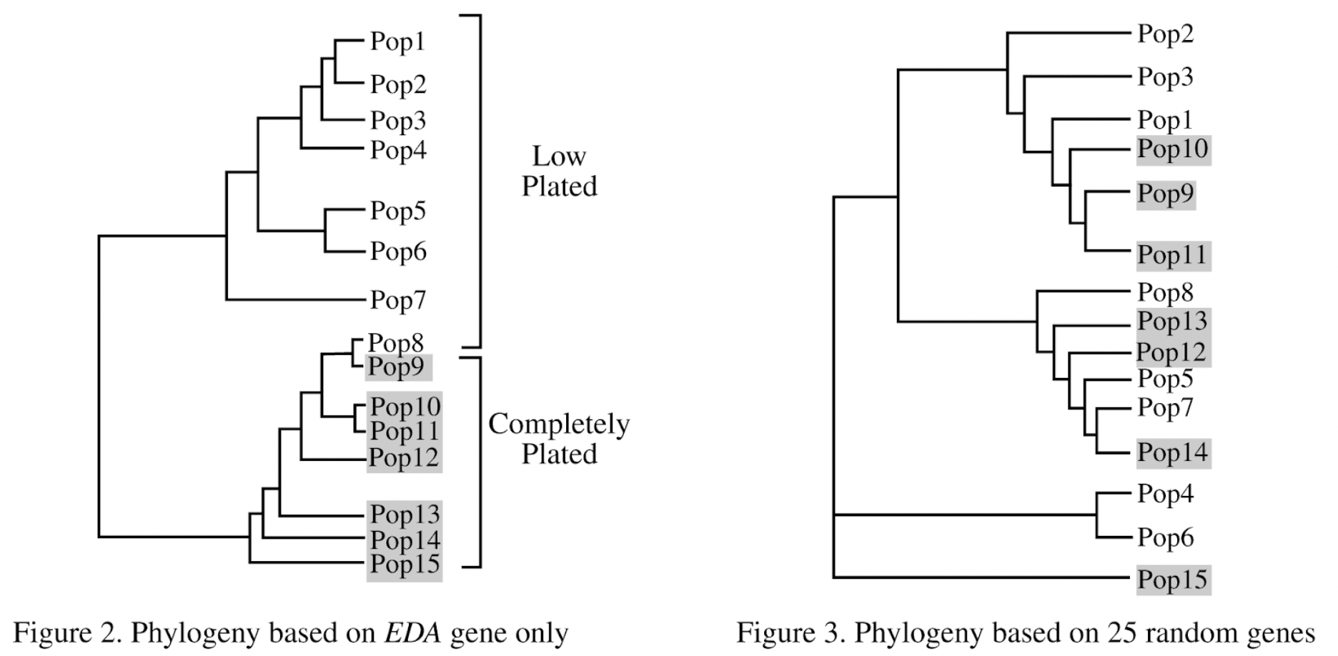 <p><span>The three-spined stickleback (</span><em>Gasterosteus aculeatus</em><span>) is a small fish found in both marine and freshwater environments. Marine stickleback populations consist mainly of individuals with armor-like plates covering most of their body surface (completely plated). Approximately 10,000 years ago, some marine sticklebacks colonized freshwater environments. After many generations in the freshwater environments, the freshwater stickleback populations lacked the armor plating (low plated) typical of marine stickleback populations.</span><br><br><span>Evolution of a new trait typically takes many generations. Yet a dramatic shift in the extent of armor plating in the Lake Washington stickleback population occurred in the 50 years following the cleanup of the lake. Which of the following best describes the mechanism of the rapid evolution of the armor phenotype in the Lake Washington sticklebacks?</span></p>