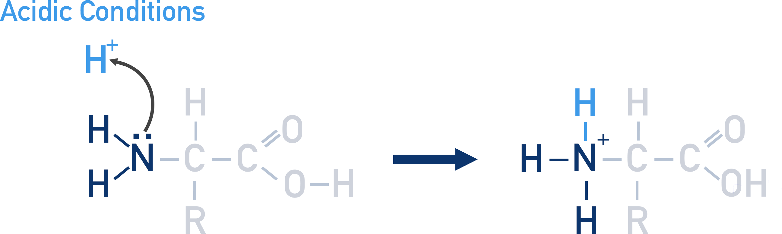 <p><span>the amine group will accept a proton</span></p><p><span>the N in the amino acid will become positively charged.</span></p>