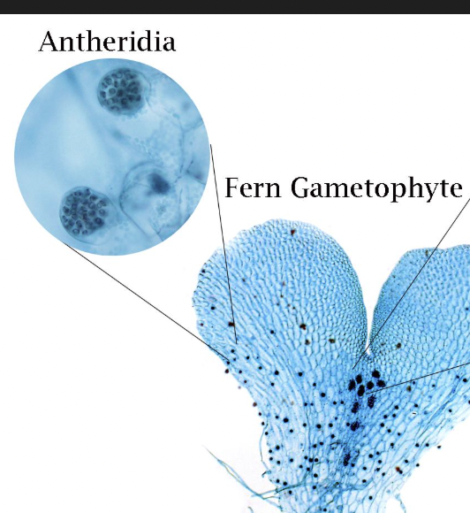 <ul><li><p><span>Small, spherical, or knob-like structures</span></p></li><li><p><span>Usually found on the lower surface, often in the basal region</span></p></li></ul><p></p>