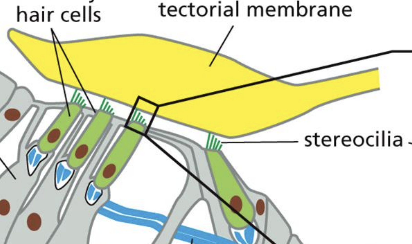 <p>“Fingertips” of stereocilia are linked by spring proteins, opened by stretching<br>This allows potassium inside vesicle<br>Depolarization causes vescicle output releasing neurotransmitters</p>