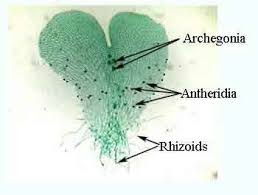 <p>-independant gametophyte stage in ____ cycle<br></p>