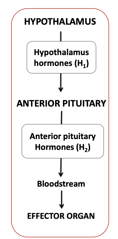 <ul><li><p><strong><mark data-color="purple" style="background-color: purple; color: inherit;">Hypothalamic hormones control the secretion of anterior pituitary hormones → Anterior pituitary hormones control the secretion of hormones from the peripheral endocrine organs</mark></strong></p></li></ul><p></p>