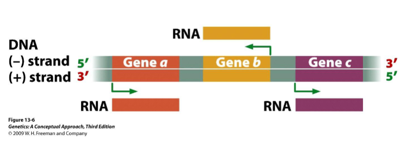 <p>where’s the promoter of these genes?? ('-')?</p>