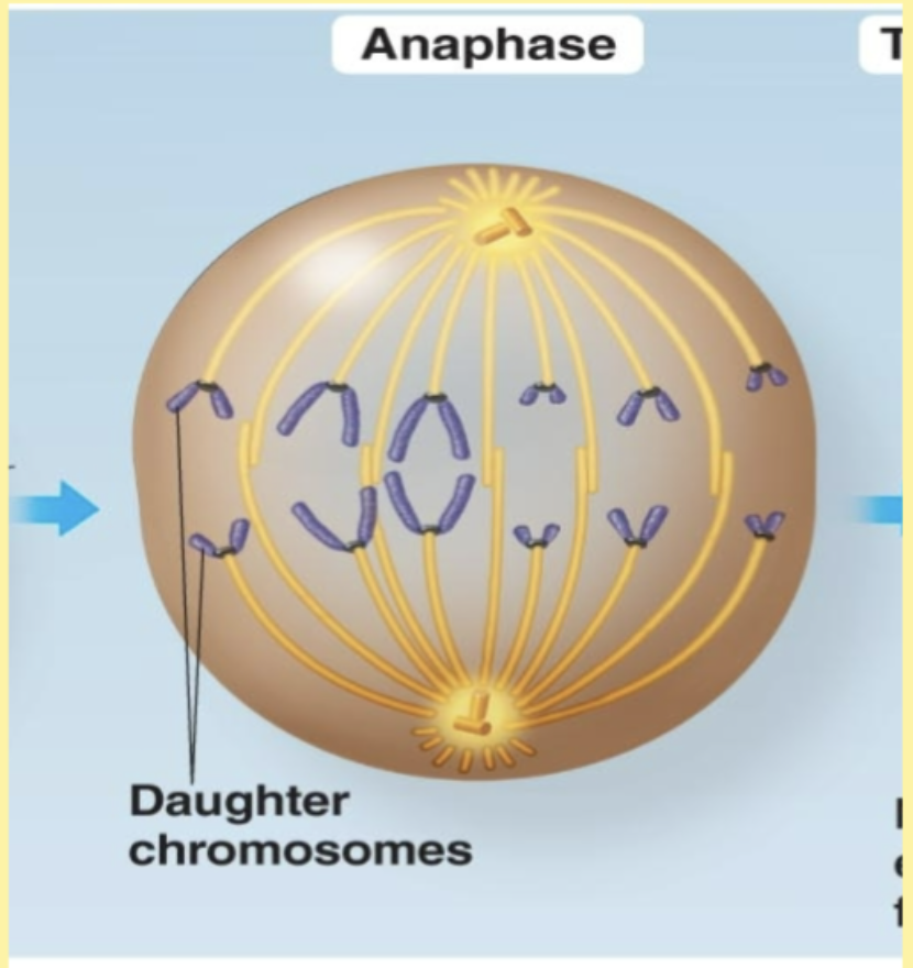 <p>Anaphase </p>